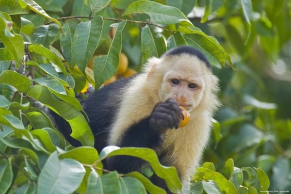 Hotel GAMBOA RAINFOREST RESORT
